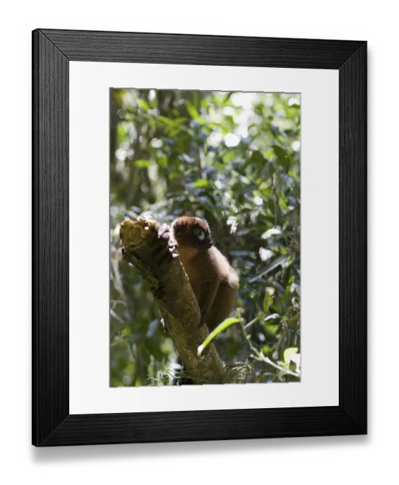 Framed Print : Red-bellied Lemur (Eulemur rubriventer) Framed Print : Red-bellied Lemur (Eulemur rubriventer)
