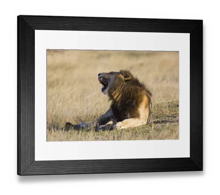 Framed Print : Lion (Panthera leo), Moremi Game Reserve Framed Print : Lion (Panthera leo), Moremi Game Reserve