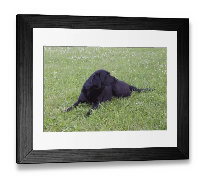 Framed Print : Black labrador sitting on the grass Framed Print : Black labrador sitting on the grass