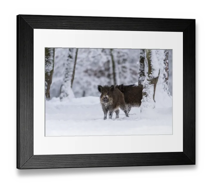 Framed Print : Wild boar (Sus scrofa), in winter with closed snow cover Framed Print : Wild boar (Sus scrofa), in winter with closed snow cover