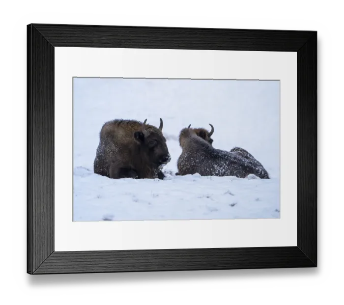 Framed Print : Bison in winter, with closed snow cover