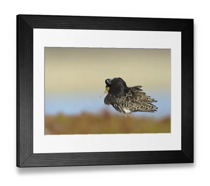 Framed Print : Sleeping ruff (Philomachus pugnax) Framed Print : Sleeping ruff (Philomachus pugnax)