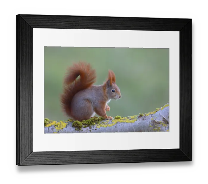 Framed Print : Eurasian red squirrel (Sciurus vulgaris) sitting on a lichen-covered branch