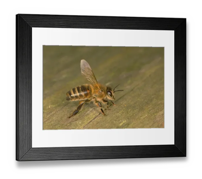 Framed Print : Honey bee (Apis mellifera), Western honey bee Framed Print : Honey bee (Apis mellifera), Western honey bee