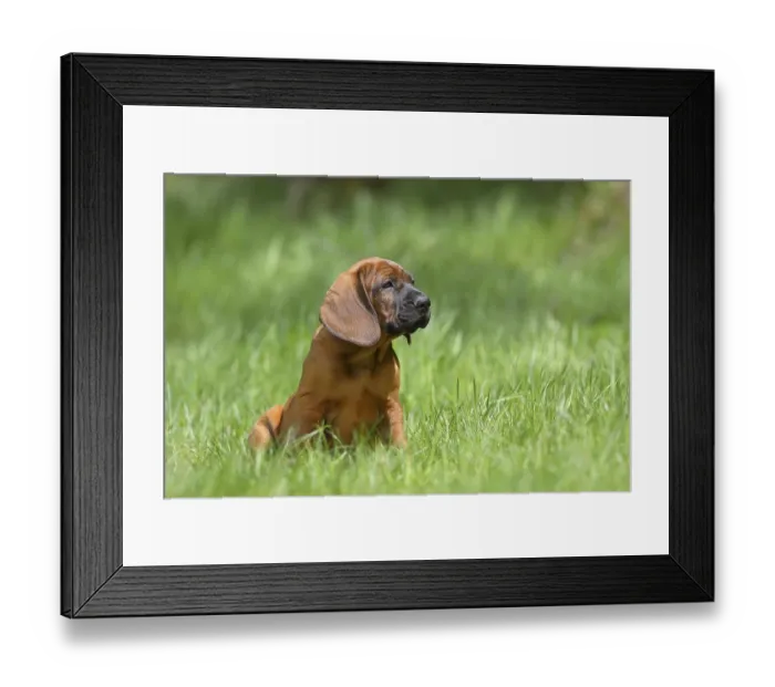 Framed Print : Hannoverscher Schweisshund (Canis lupus familiaris)