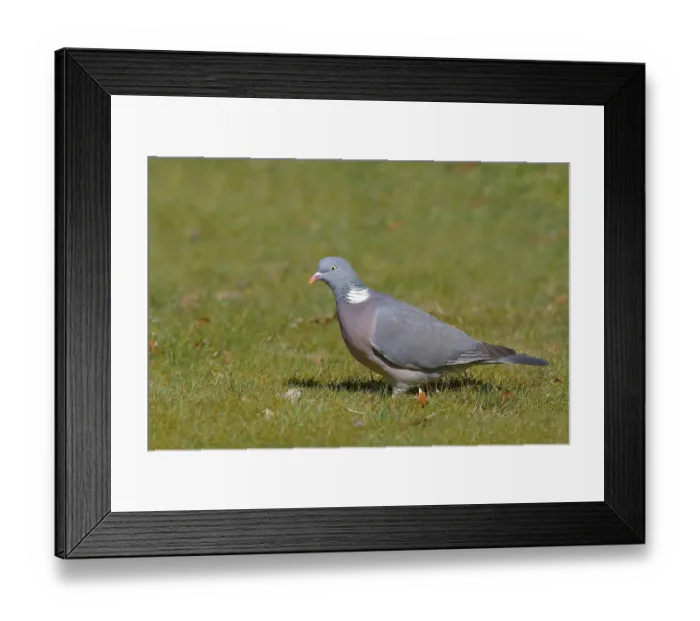 Framed Print : Common wood pigeon (Columba palumbus)