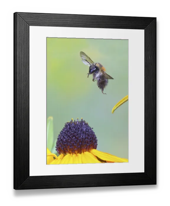 Framed Print : Common carder-bee (Bombus pascuorum)