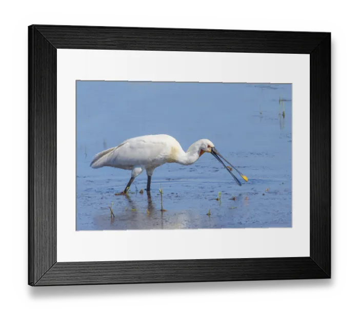 Framed Print : Eurasian spoonbill (Platalea leucorodia)