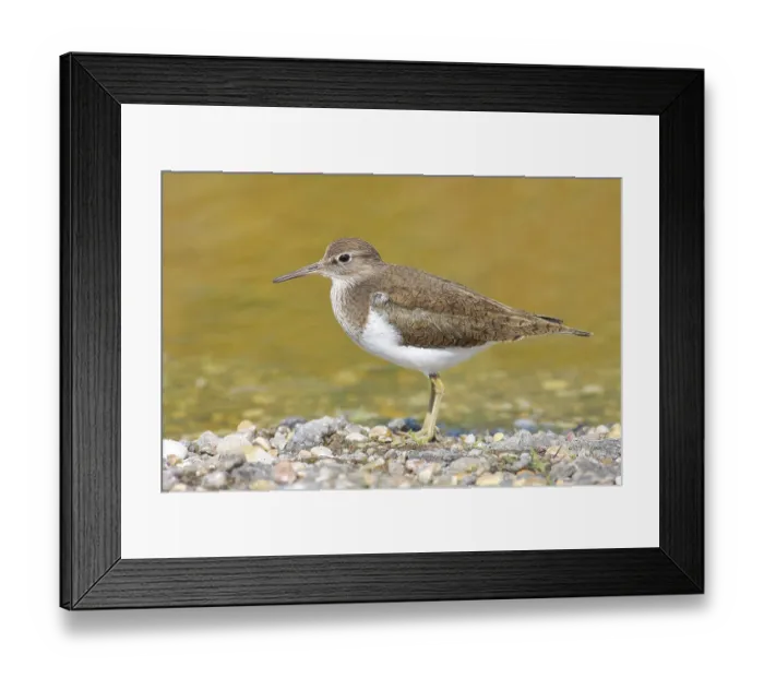 Framed Print : Common sandpiper (Actitis hypoleucos) looking for food at the edge of a body of water Framed Print : Common sandpiper (Actitis hypoleucos) looking for food at the edge of a body of water
