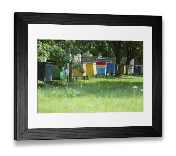 Framed Print : Row of hive with bees in country backyard Framed Print : Row of hive with bees in country backyard