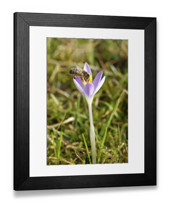 Framed Print : Crocus blossom, bee, February, Germany, Europe