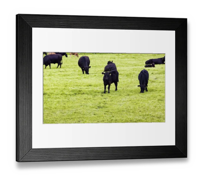 Framed Print : Black Angus cattle grazing in a pasture Framed Print : Black Angus cattle grazing in a pasture