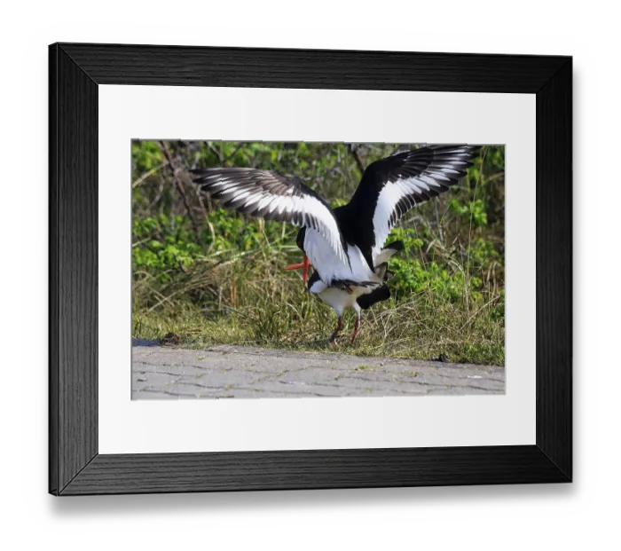 Framed Print : Two oystercatchers (Haematopus ostralegus)