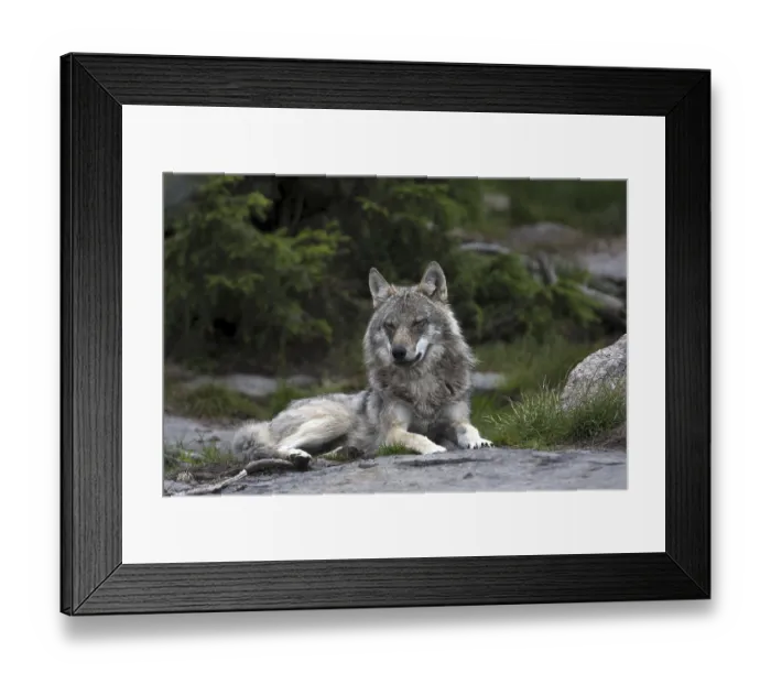Framed Print : Resting wolf, (Canis lupus), Grey Wold Framed Print : Resting wolf, (Canis lupus), Grey Wold