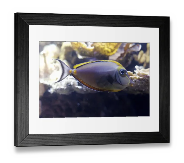 Framed Print : Unicorn fish, Naso lituratus Indopazifik Framed Print : Unicorn fish, Naso lituratus Indopazifik