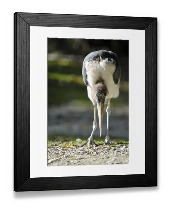 Framed Print : Marabou Stork (Leptoptilos crumeniferus) Framed Print : Marabou Stork (Leptoptilos crumeniferus)