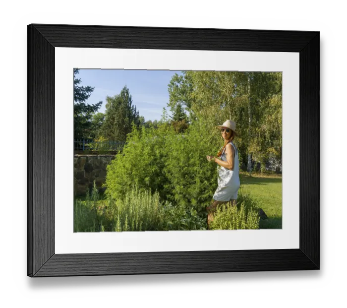 Framed Print : Woman in herb bed, medicinal herbs in garden