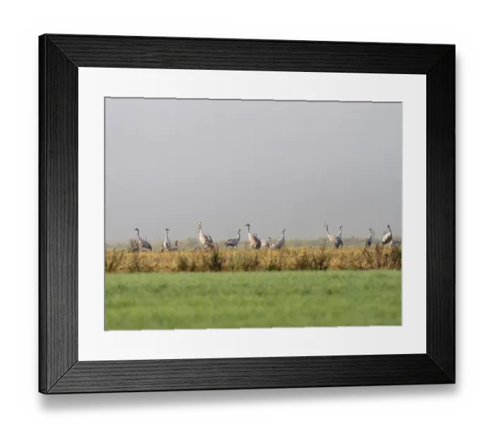 Framed Print : Cranes (Grus grus) in meadows and fields