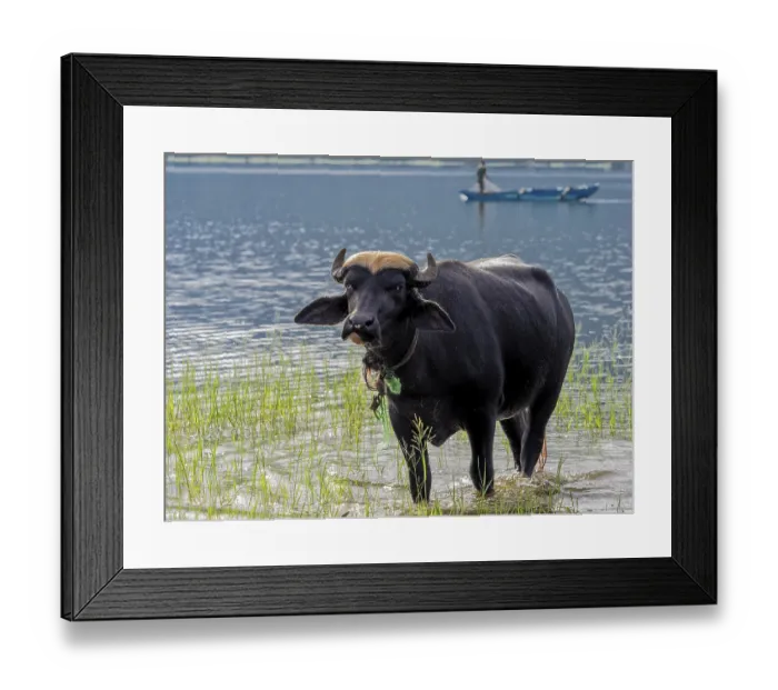 Framed Print : Water buffalo (Bubalus arnee) in the lake Framed Print : Water buffalo (Bubalus arnee) in the lake