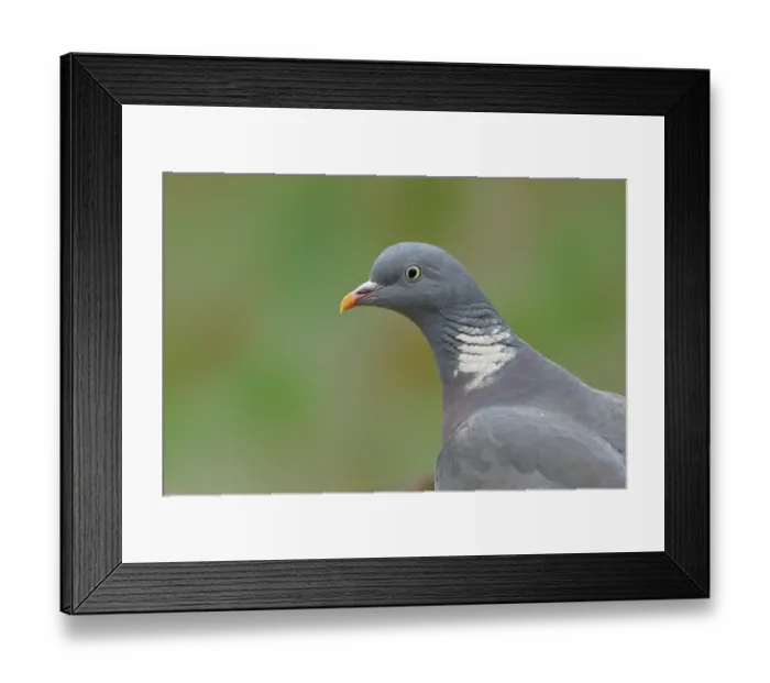 Framed Print : Common wood pigeon (Columba palumbus) Framed Print : Common wood pigeon (Columba palumbus)