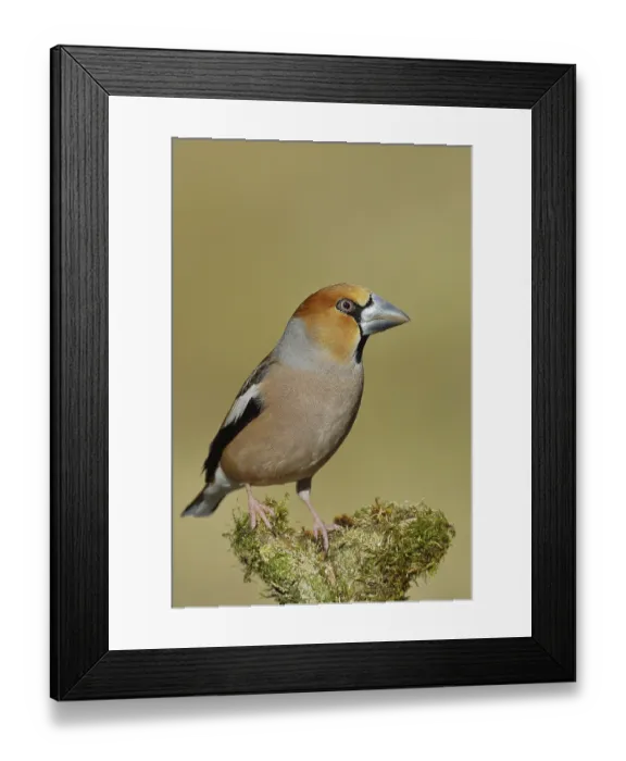 Framed Print : Hawfinch (Coccothraustes coccothraustes)