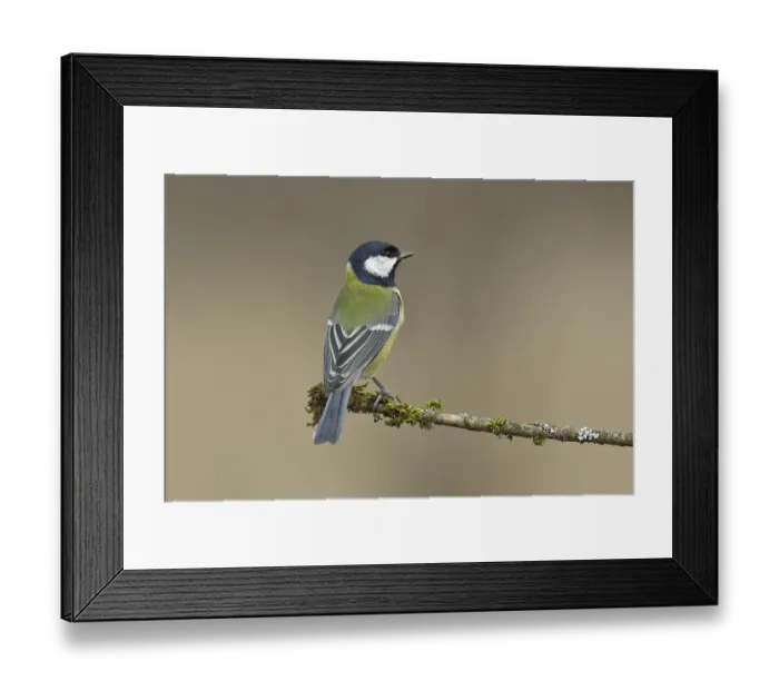 Framed Print : Great tit (Parus major), sitting on moss-covered branch