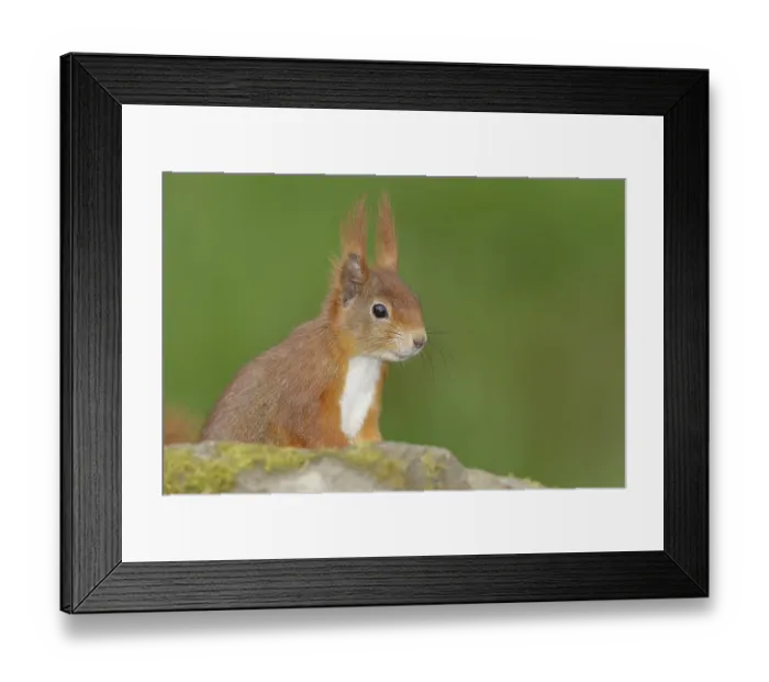 Framed Print : Eurasian red squirrel (Sciurus vulgaris)