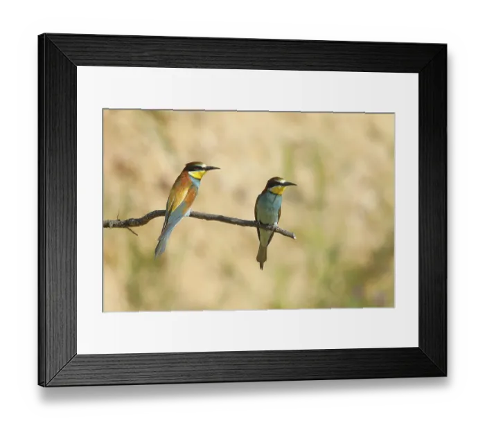 Framed Print : Pair of bee-eaters (Merops apiaster)