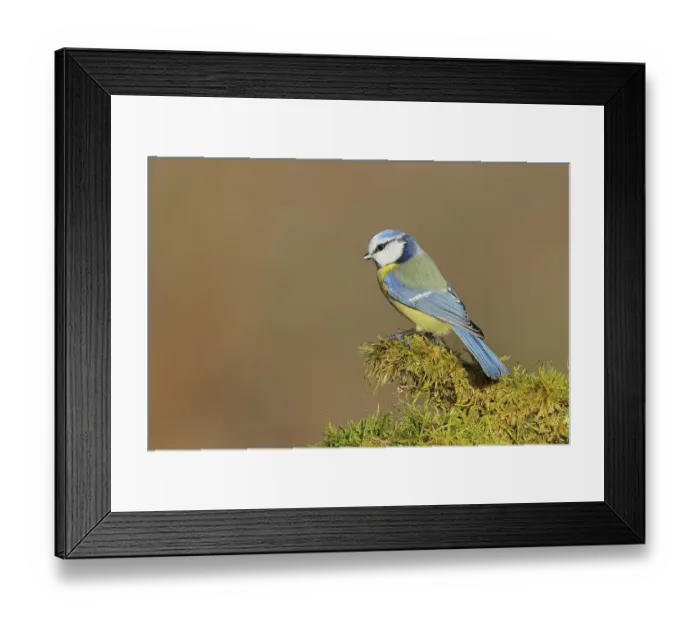 Framed Print : Blue tit (Parus caeruleus), sitting on moss-covered dead wood