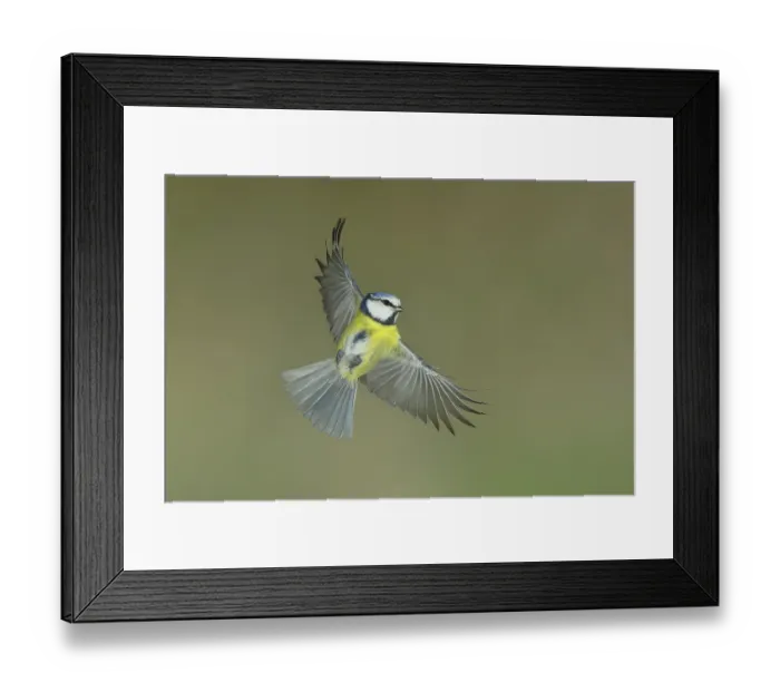 Framed Print : Blue tit (Parus caeruleus) in flight