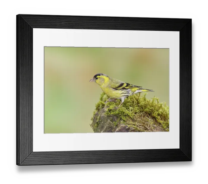 Framed Print : Siskin (Carduelis spinus), male sitting on a moss-covered stone