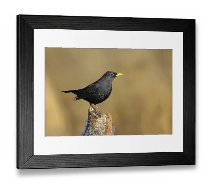 Framed Print : Blackbird (Turdus merula), male