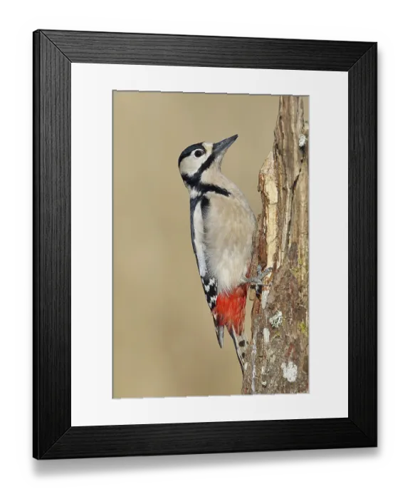 Framed Print : Great spotted woodpecker (Dendrocopos major) Framed Print : Great spotted woodpecker (Dendrocopos major)