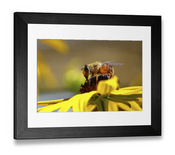 Framed Print : Dung bee (Eristalis tenax) on yellow coneflower (Echinacea paradoxa) Framed Print : Dung bee (Eristalis tenax) on yellow coneflower (Echinacea paradoxa)