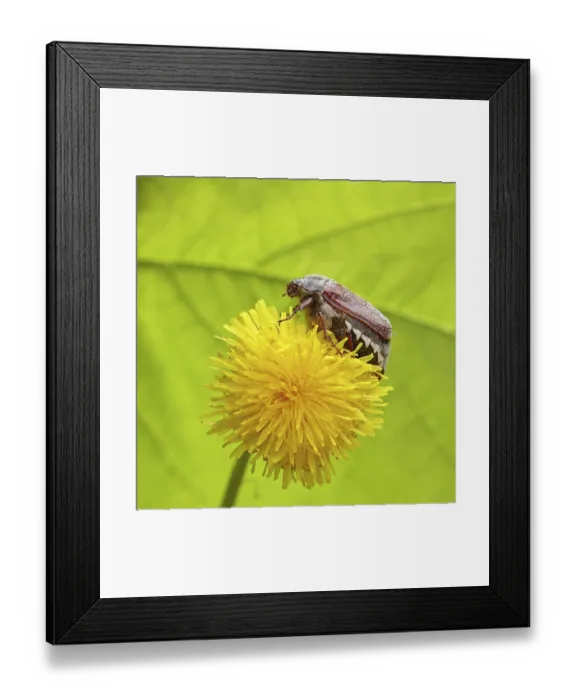 Framed Print : Cockchafer, field cockchafer (Melolontha melolontha)