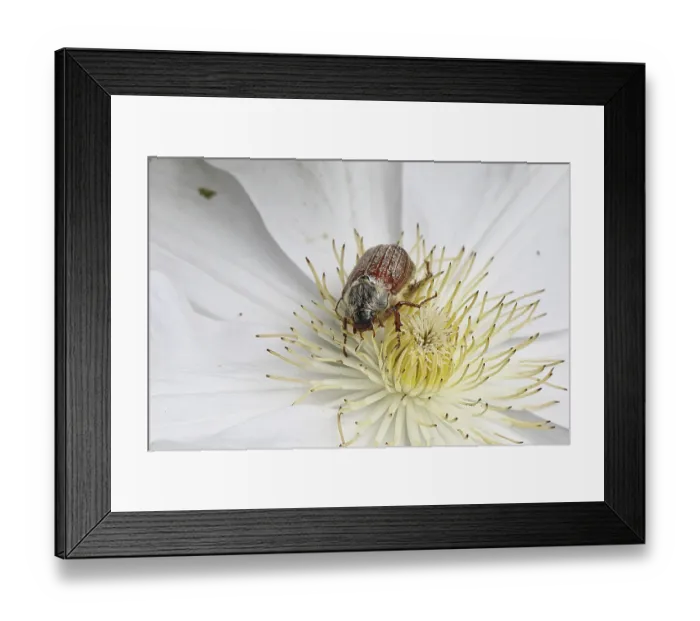 Framed Print : Cockchafer, field cockchafer (Melolontha melolontha)