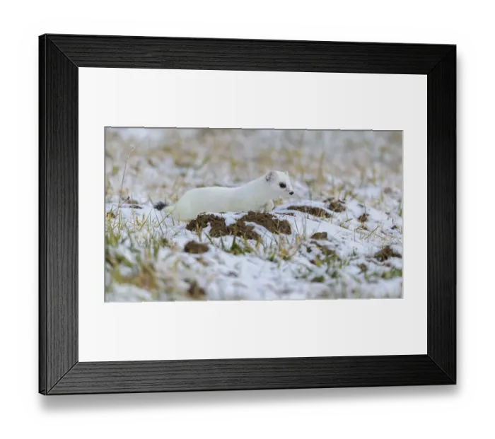 Framed Print : Stoat (Mustela erminea), in winter fur on a meadow covered with snow