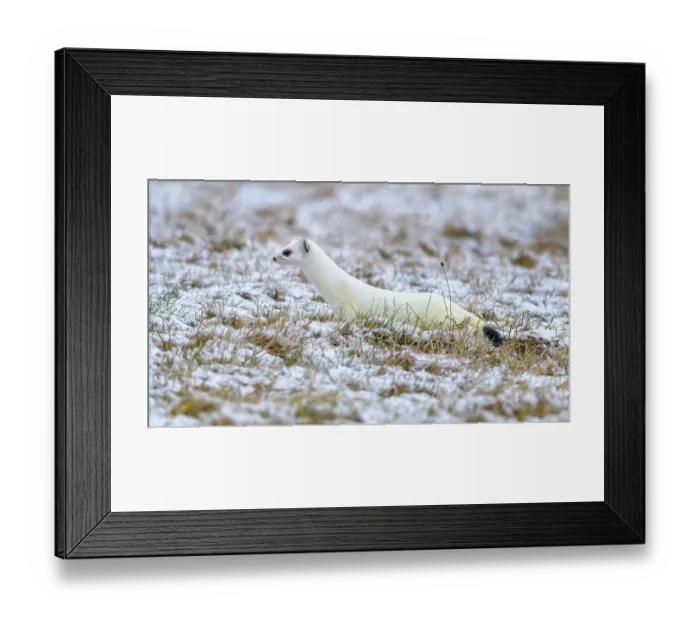 Framed Print : Stoat (Mustela erminea), in winter fur on a meadow covered with snow