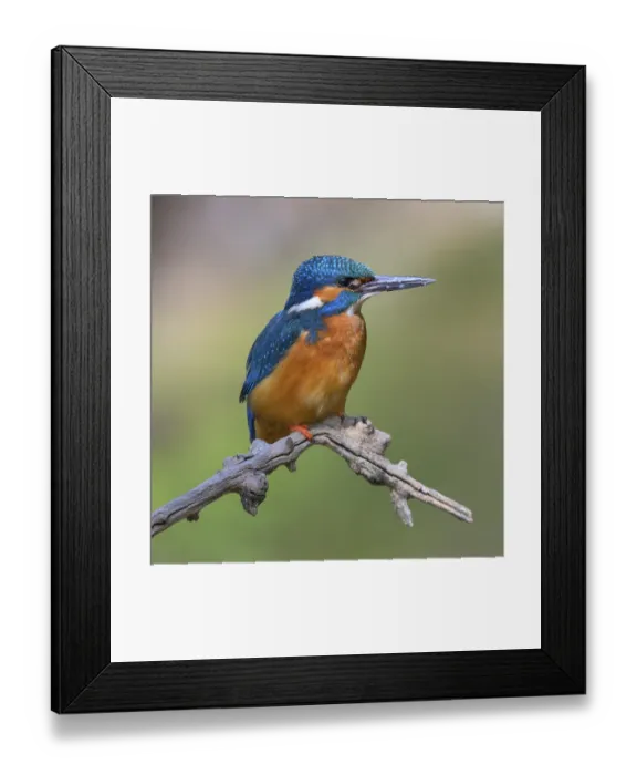 Framed Print : Common kingfisher (Alcedo atthis)