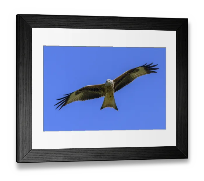 Framed Print : Red Kite (Milvus milvus), in flight