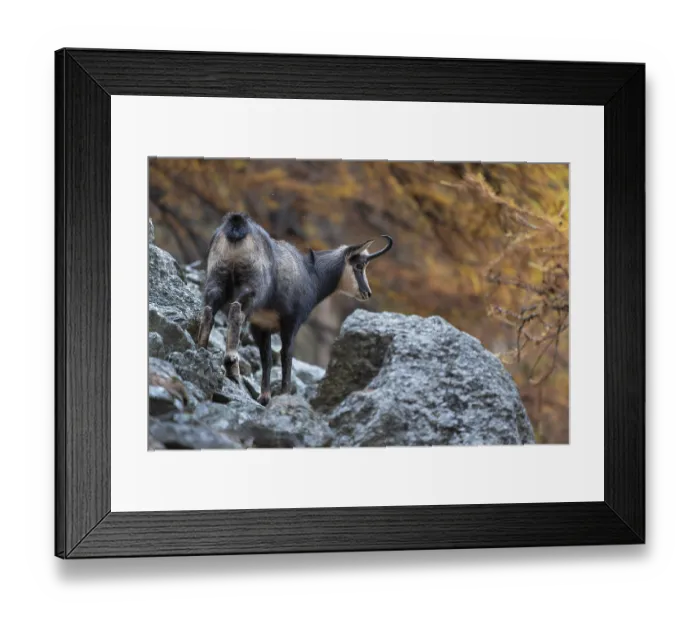 Framed Print : Chamois (Rupicapra rupicapra), chamois