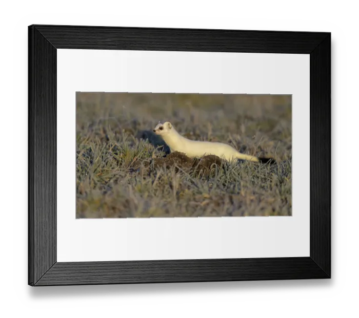 Framed Print : Stoat (Mustela erminea), in a meadow with hoarfrost Framed Print : Stoat (Mustela erminea), in a meadow with hoarfrost