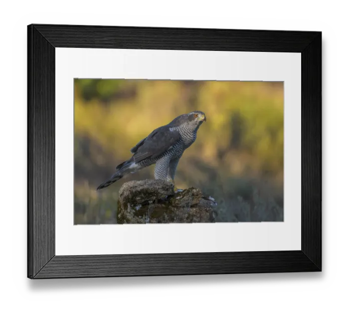 Framed Print : Northern goshawk (Accipiter gentilis)