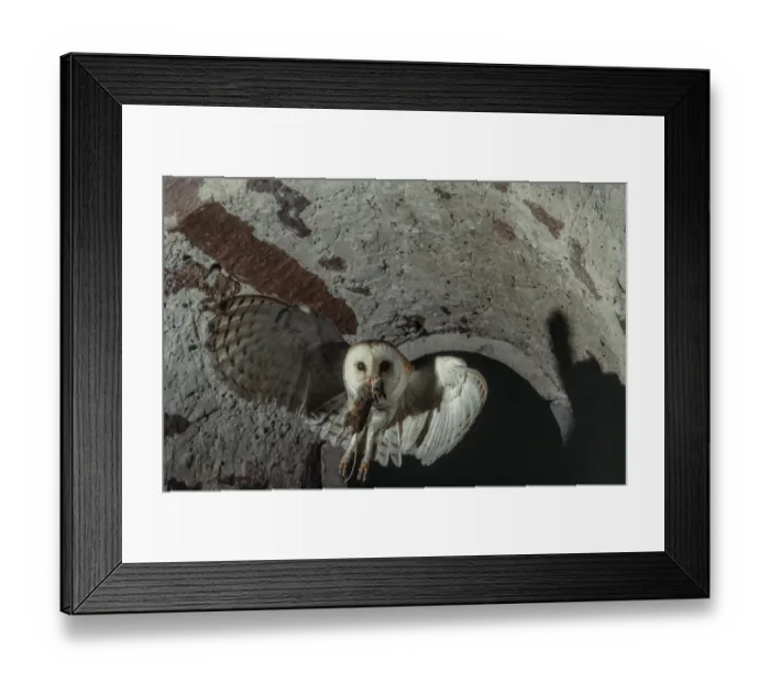 Framed Print : Western Barn Owl (Tyto alba) in flight with a mouse in its beak