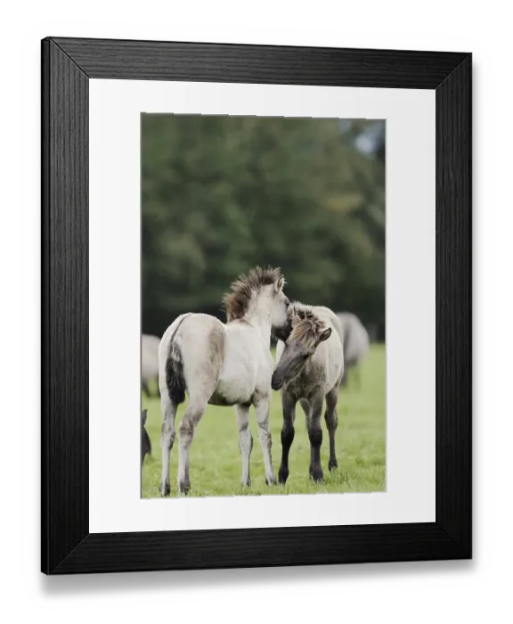 Framed Print : Duelmener Wildpferde, Merfelder Bruch