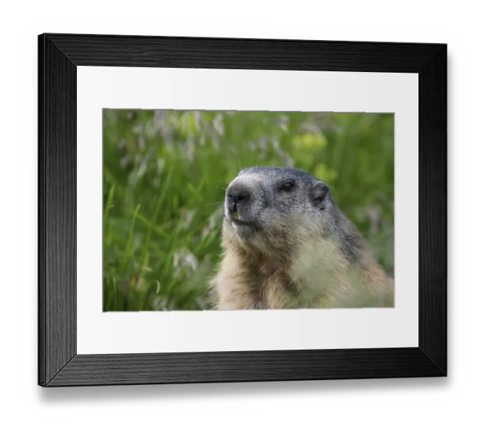 Framed Print : Alpine marmot (Marmota marmota) Framed Print : Alpine marmot (Marmota marmota)