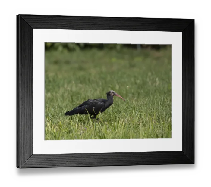 Framed Print : Rare northern bald ibis (Geronticus eremita) Framed Print : Rare northern bald ibis (Geronticus eremita)