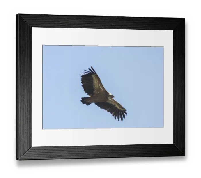 Framed Print : Griffon vulture (Gyps fulvus), Monfraguee National Park Framed Print : Griffon vulture (Gyps fulvus), Monfraguee National Park