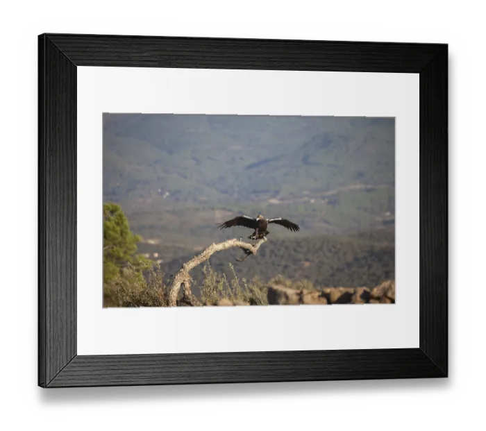 Framed Print : Iberian Eagle (Aquila adalberti)