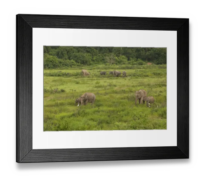 Framed Print : Indian elephants (Elephas maximus indicus) Framed Print : Indian elephants (Elephas maximus indicus)